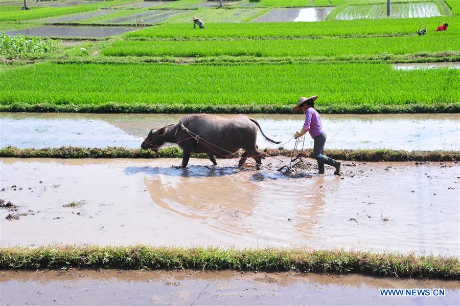 #CHINA-GUANGXI-SUMMER-AGRICULTURE (CN)