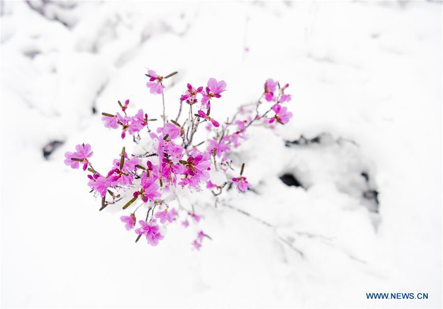 CHINA-INNER MONGOLIA-SNOW (CN)