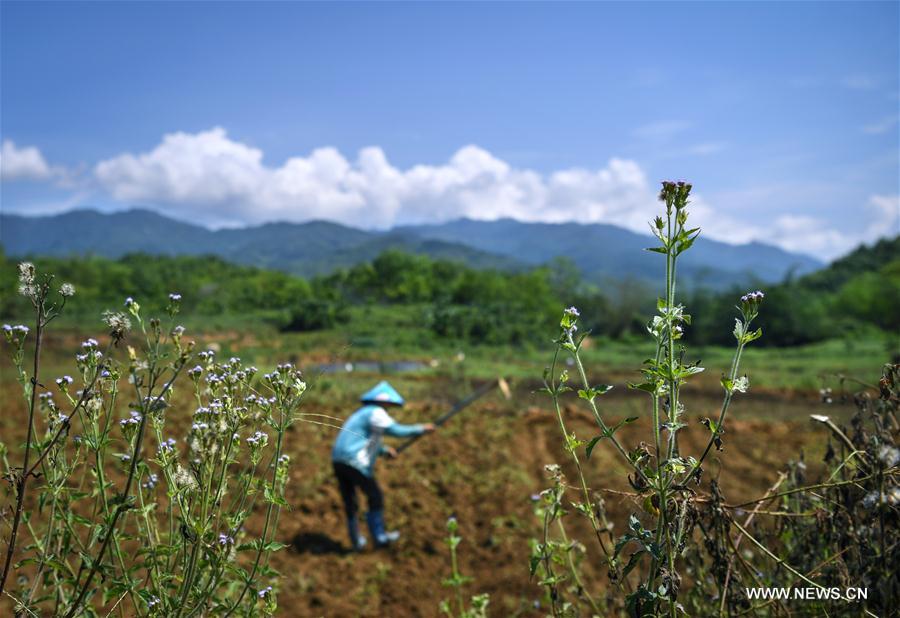 CHINA-HAINAN-WUZHISHAN-AGRICULTURE (CN)