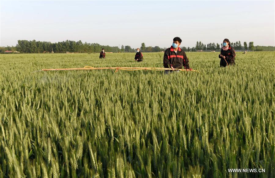 CHINA-HEBEI-SHIJIAZHUANG-AGRICULTURE (CN)