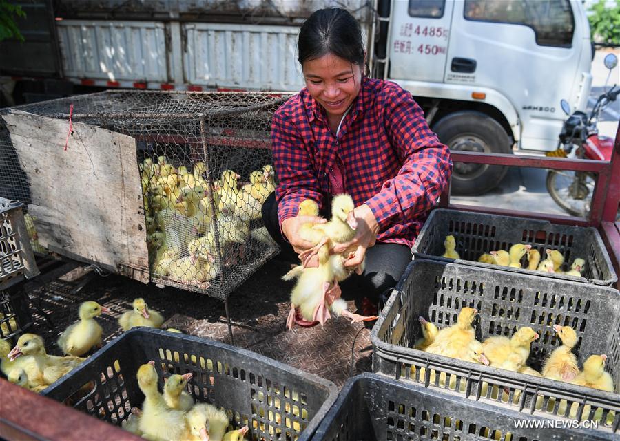 CHINA-HAINAN-POVERTY ALLEVIATION (CN)