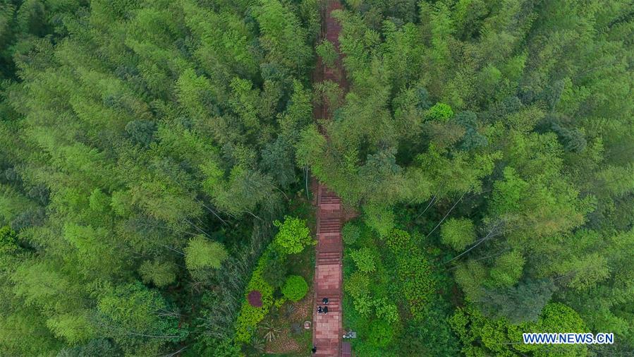 CHINA-GUIZHOU-CHISHUI-BAMBOO FOREST PARK (CN)