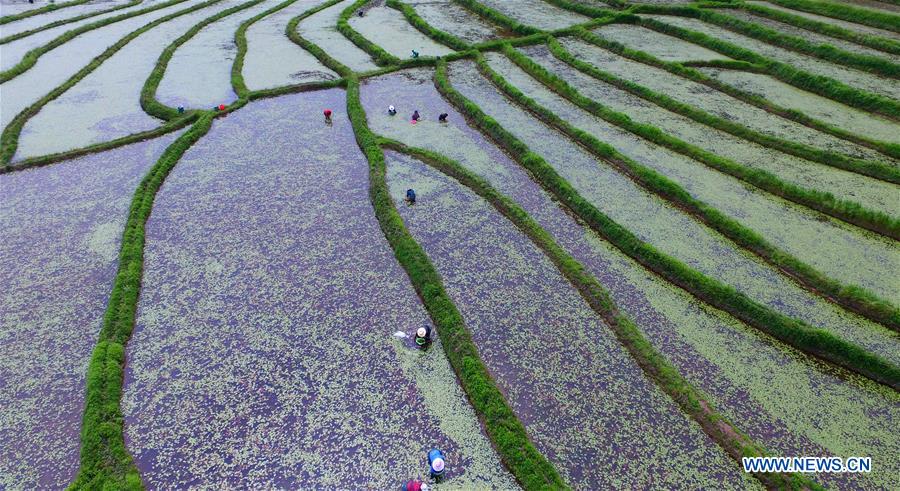 #CHINA-HUBEI-WATER VEGETABLE-COLLECT (CN)