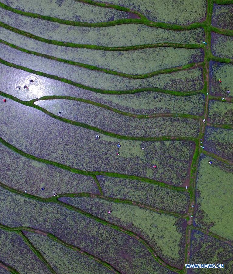 #CHINA-HUBEI-WATER VEGETABLE-COLLECT (CN)