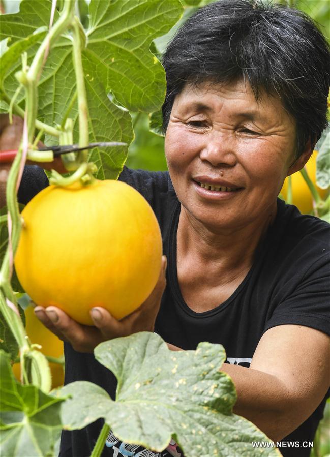 CHINA-HEBEI-ZAOQIANG-AGRICULTURE-MUSKMELON (CN)