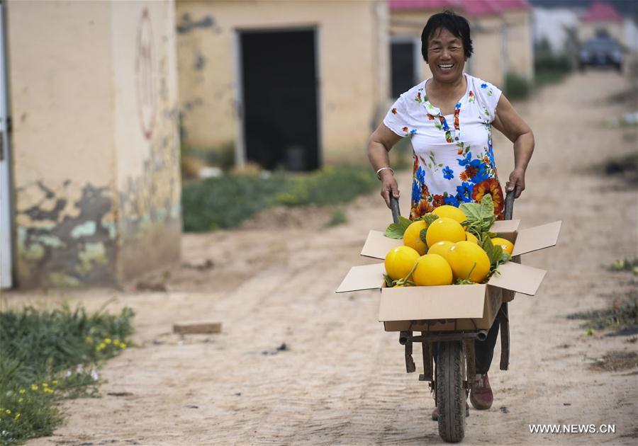 CHINA-HEBEI-ZAOQIANG-AGRICULTURE-MUSKMELON (CN)