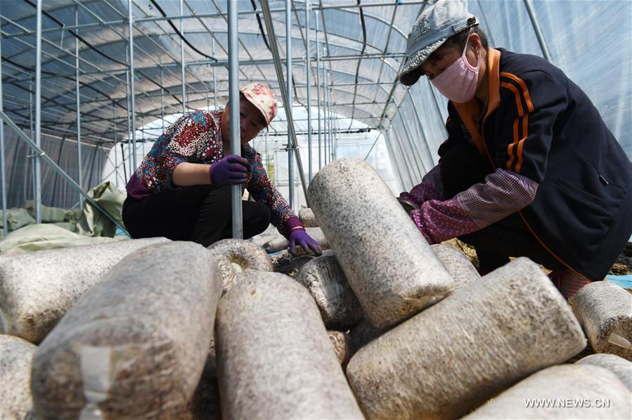 CHINA-HEILONGJIANG-YICHUN-ECONOMY-EDIBLE FUNGUS (CN)