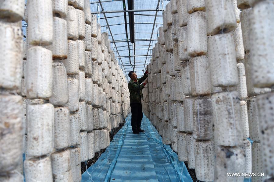 CHINA-HEILONGJIANG-YICHUN-ECONOMY-EDIBLE FUNGUS (CN)