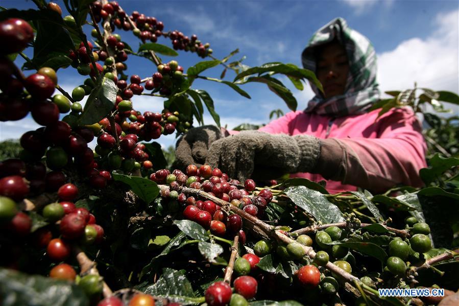 INDONESIA-NORTH SUMATRA-COFFEE BEANS-HARVEST