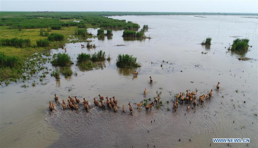CHINA-HUNAN-DONGTING LAKE-MILU DEER (CN)