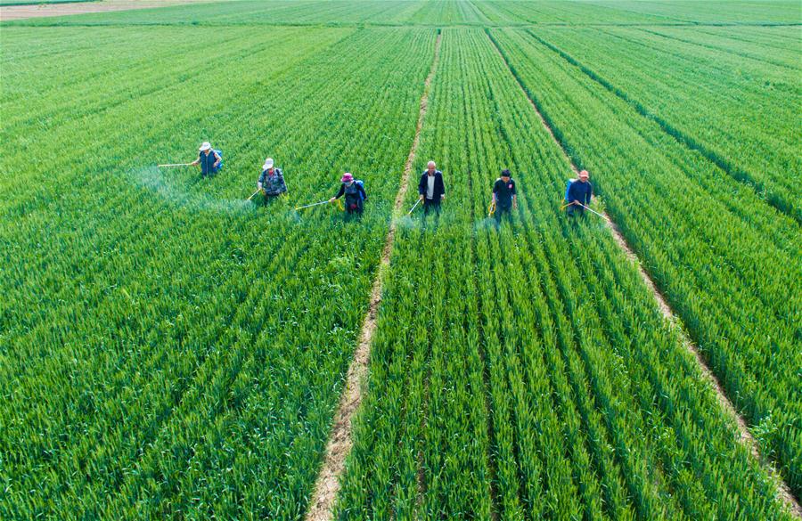 CHINA-HEBEI-SHIJIAZHUANG-AGRICULTURE (CN)
