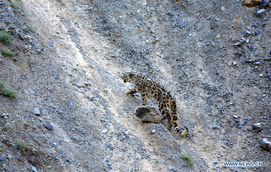 #CHINA-XINJIANG-INJURED SNOW LEOPARD-RECOVERY (CN)