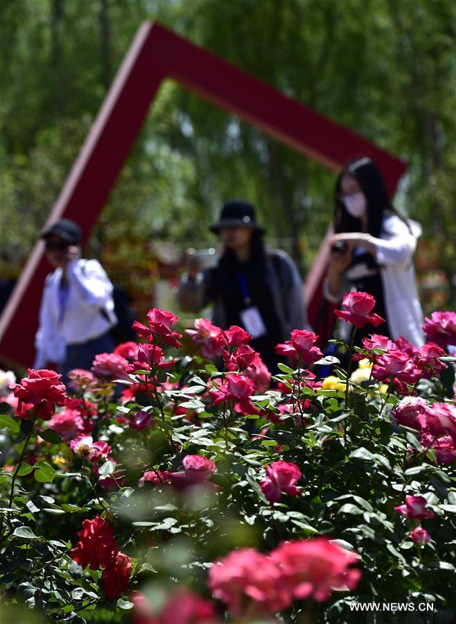 CHINA-TIANJIN-CHINESE ROSE (CN)