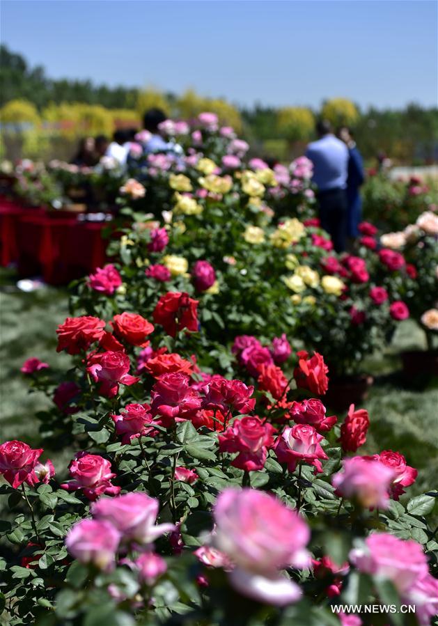 CHINA-TIANJIN-CHINESE ROSE (CN)