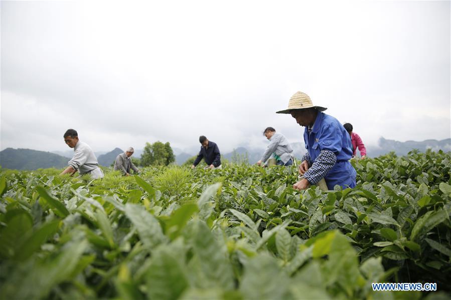 #CHINA-GUIZHOU-TEA-HARVEST (CN)