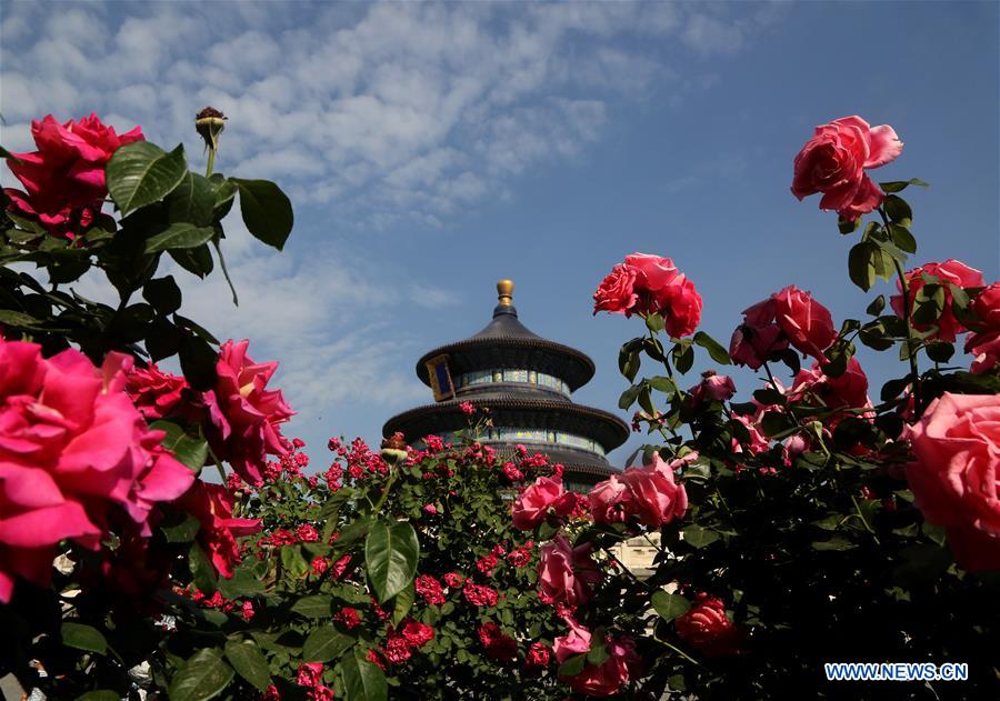 #CHINA-BEIJING-CHINESE ROSE (CN)
