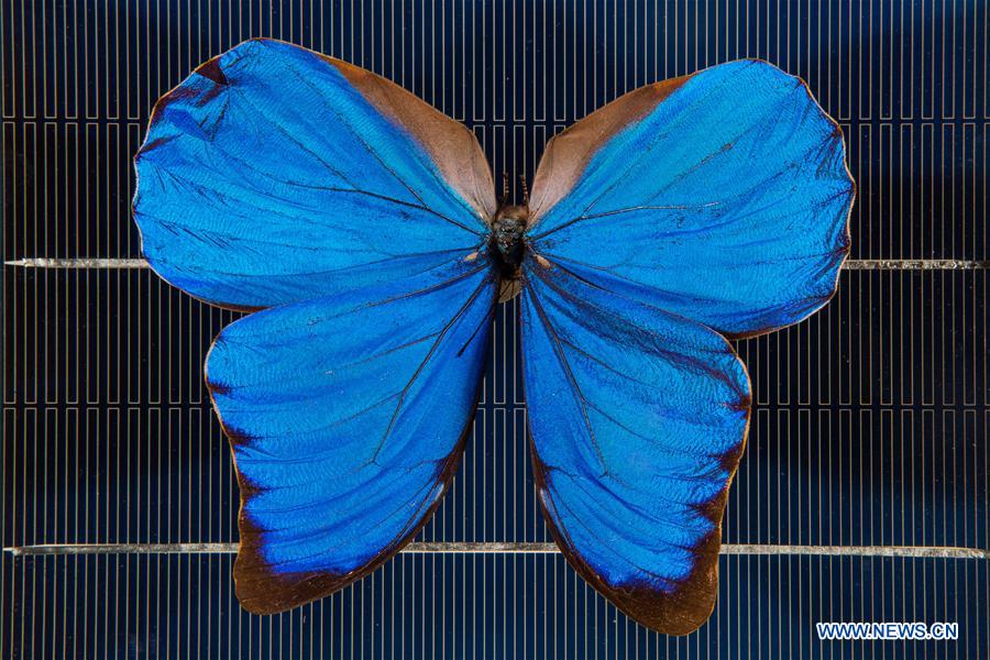 AUSTRALIA-CANBERRA-ANU-BUTTERFLY WINGS-TECHNOLOGY