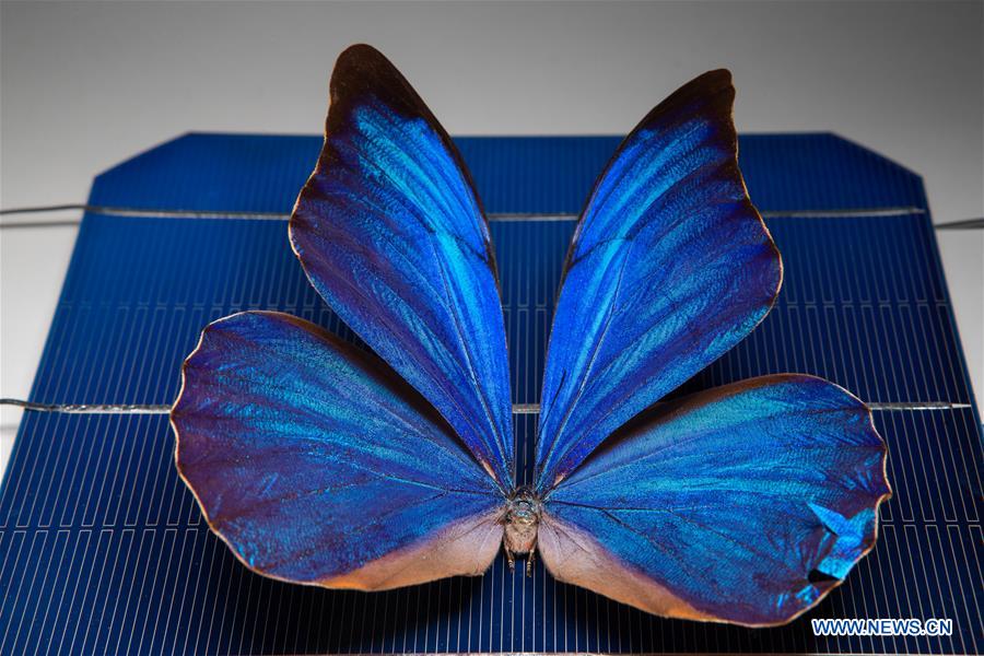 AUSTRALIA-CANBERRA-ANU-BUTTERFLY WINGS-TECHNOLOGY