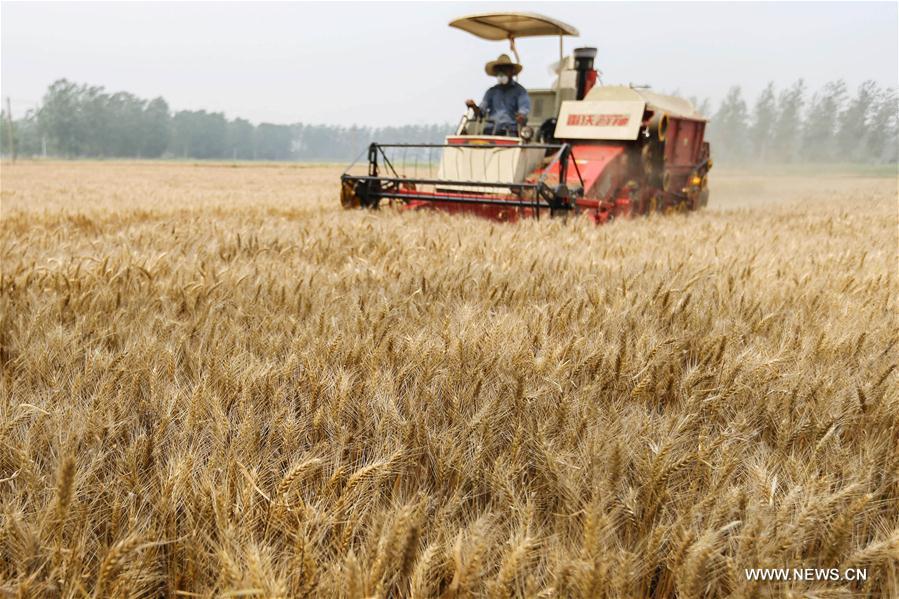 #CHINA-JIANGSU-WHEAT-HARVEST (CN)