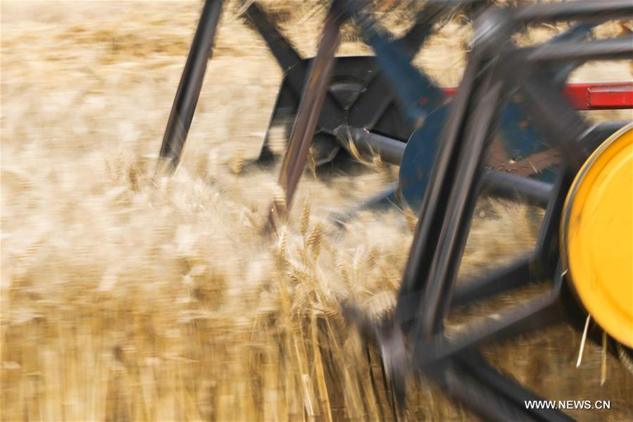 #CHINA-JIANGSU-WHEAT-HARVEST (CN)