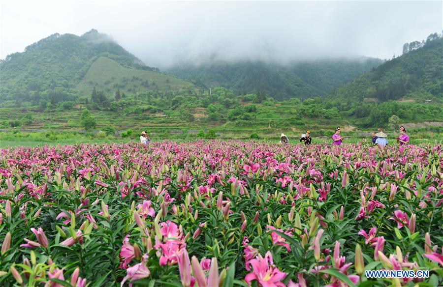 #CHINA-GUIZHOU-LILY-TOURISM(CN)