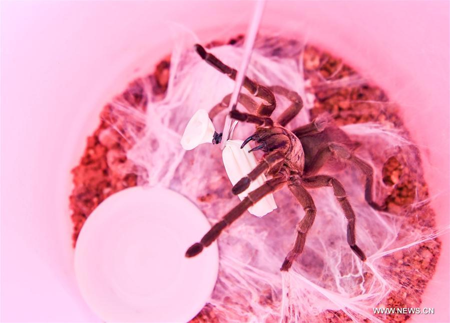 CHINA-HAINAN-WUZHISHAN-SPIDER RAISING(CN) 
