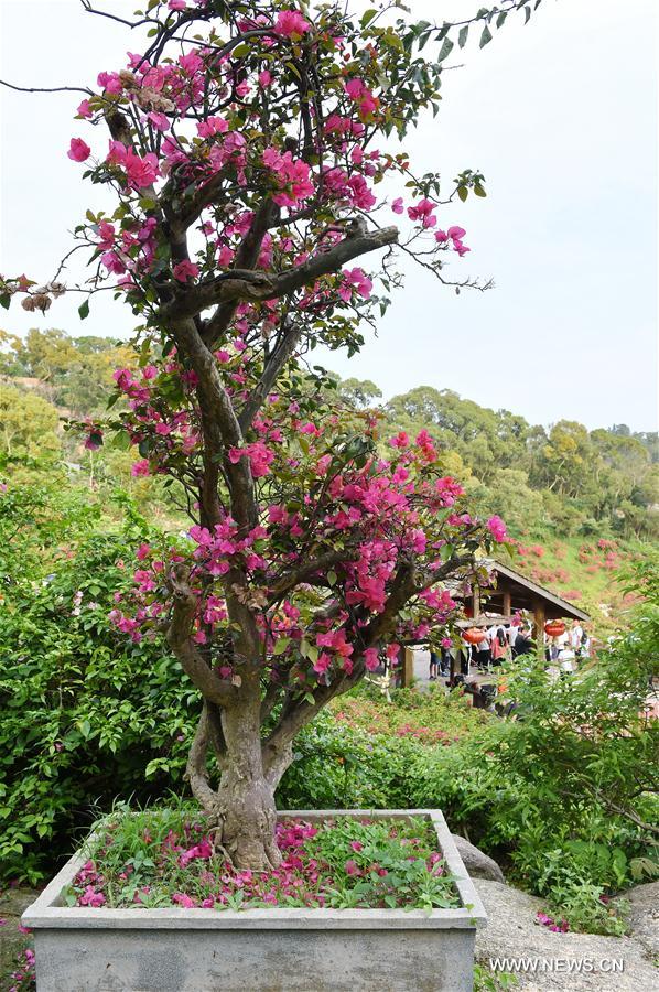 CHINA-FUJIAN-XIAMEN-FLOWER (CN)