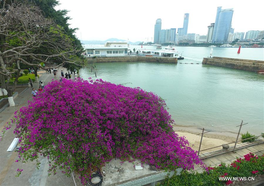 CHINA-FUJIAN-XIAMEN-FLOWER (CN)