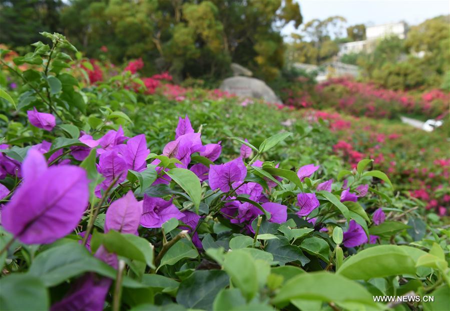 CHINA-FUJIAN-XIAMEN-FLOWER (CN)