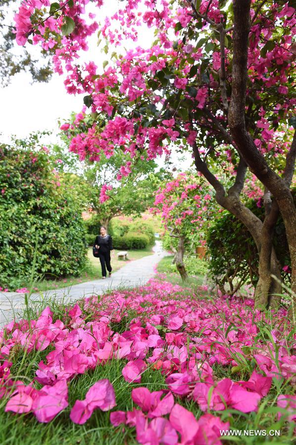 CHINA-FUJIAN-XIAMEN-FLOWER (CN)