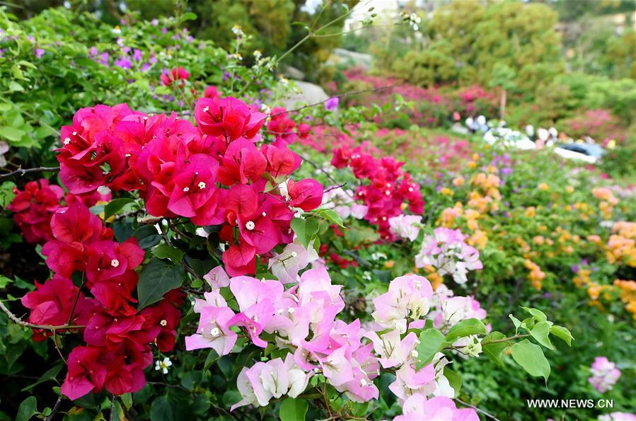 CHINA-FUJIAN-XIAMEN-FLOWER (CN)