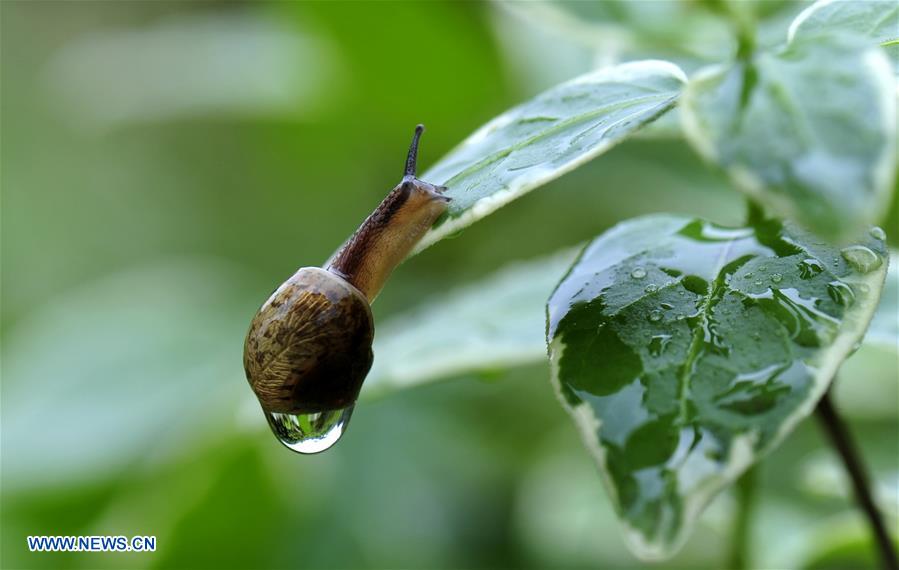 CHINA-SHANGHAI-ENVIRONMENT-SNAIL (CN)