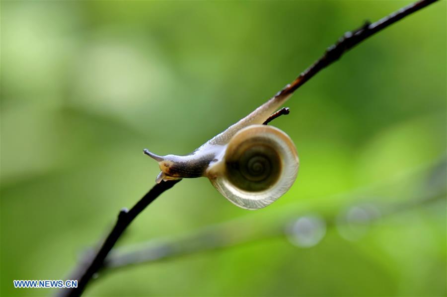 CHINA-SHANGHAI-ENVIRONMENT-SNAIL (CN)