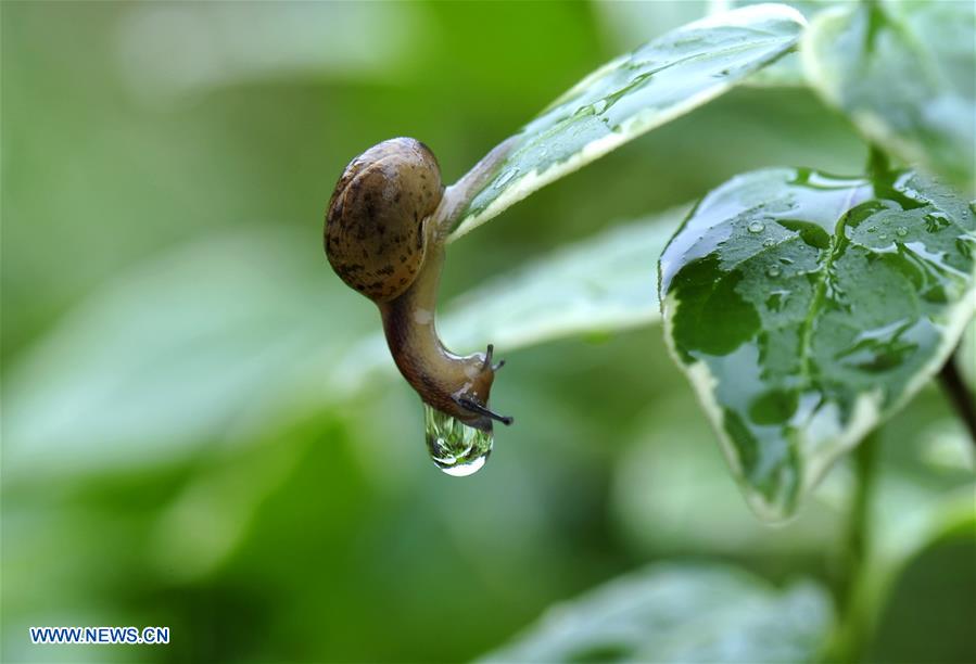CHINA-SHANGHAI-ENVIRONMENT-SNAIL (CN)