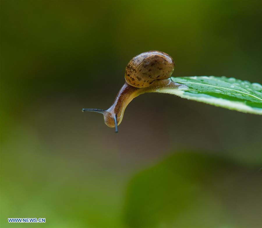 CHINA-SHANGHAI-ENVIRONMENT-SNAIL (CN)