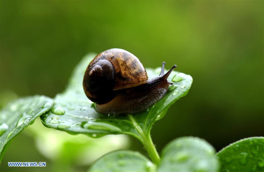 CHINA-SHANGHAI-ENVIRONMENT-SNAIL (CN)