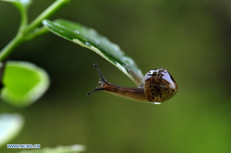 CHINA-SHANGHAI-ENVIRONMENT-SNAIL (CN)