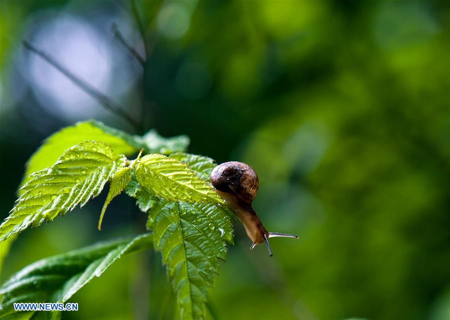 CHINA-SHANGHAI-ENVIRONMENT-SNAIL (CN)