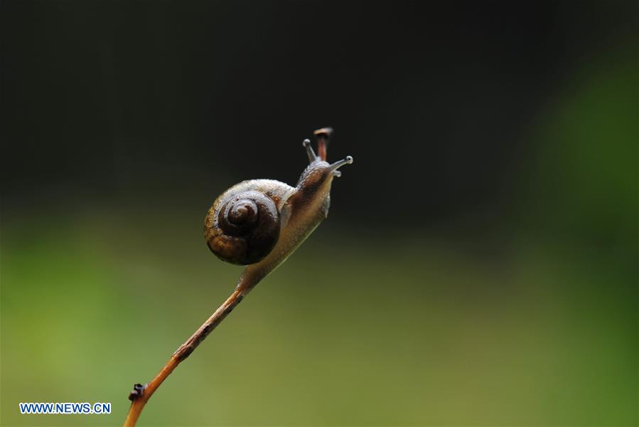 CHINA-SHANGHAI-ENVIRONMENT-SNAIL (CN)
