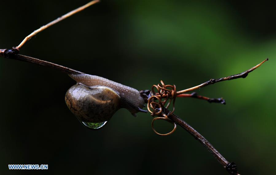 CHINA-SHANGHAI-ENVIRONMENT-SNAIL (CN)