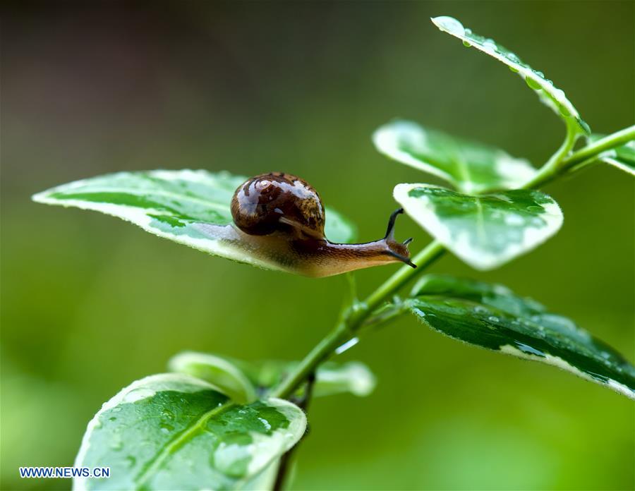 CHINA-SHANGHAI-ENVIRONMENT-SNAIL (CN)