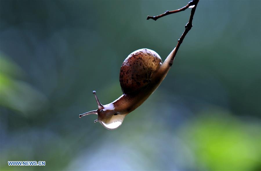 CHINA-SHANGHAI-ENVIRONMENT-SNAIL (CN)