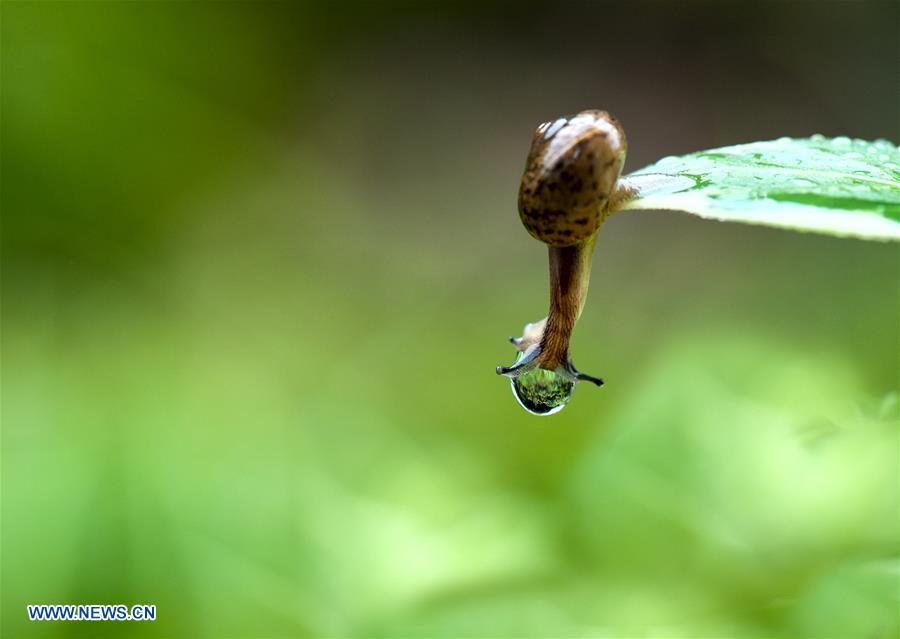 CHINA-SHANGHAI-ENVIRONMENT-SNAIL (CN)