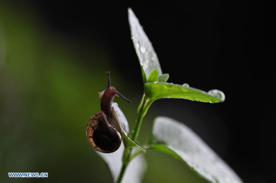 CHINA-SHANGHAI-ENVIRONMENT-SNAIL (CN)