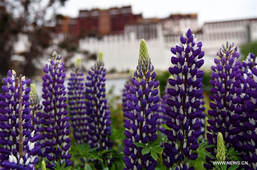 CHINA-LHASA-TOURIST SEASON (CN)