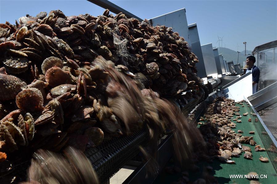CHINA-SHANDONG-CHANGDAO-SCALLOP(CN)
