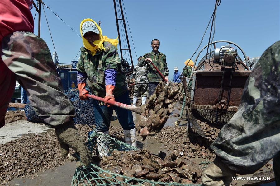 CHINA-SHANDONG-CHANGDAO-SCALLOP(CN)