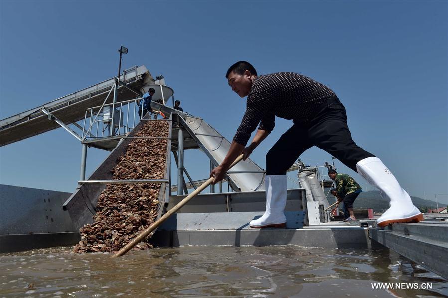 CHINA-SHANDONG-CHANGDAO-SCALLOP(CN)
