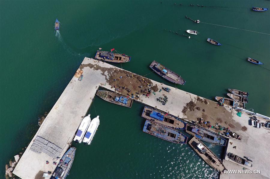 CHINA-SHANDONG-CHANGDAO-SCALLOP(CN)