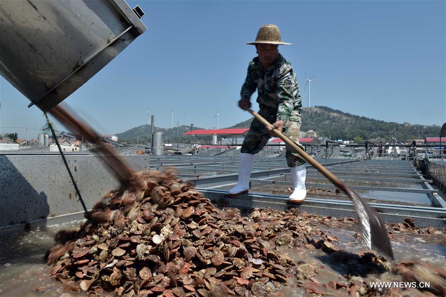 CHINA-SHANDONG-CHANGDAO-SCALLOP(CN)